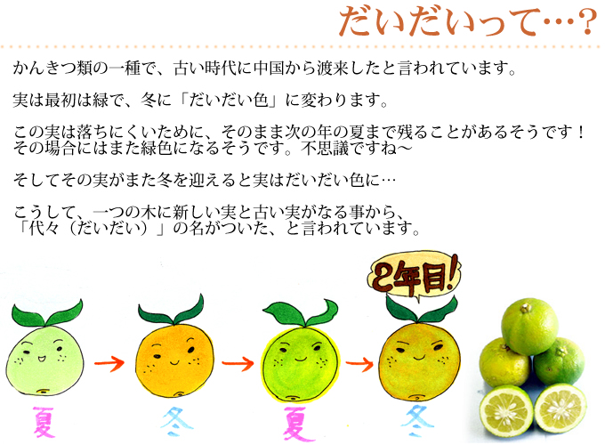 だいだいって…？かんきつ類の一種で、古い時代に中国から渡来したと言われています。一つの気に新しい実と古い実がなる事から、「代々」の中ついた、と言われています。