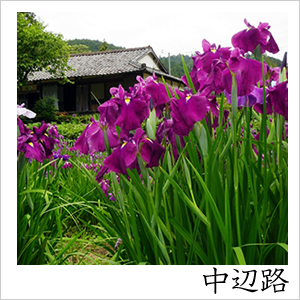 中辺路