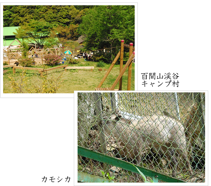 百間山渓谷キャンプ村・カモシカ