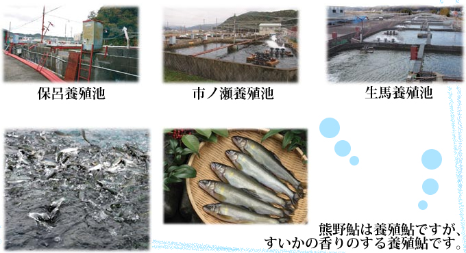 熊野アユは養殖アユですが、すいかの香りがします。