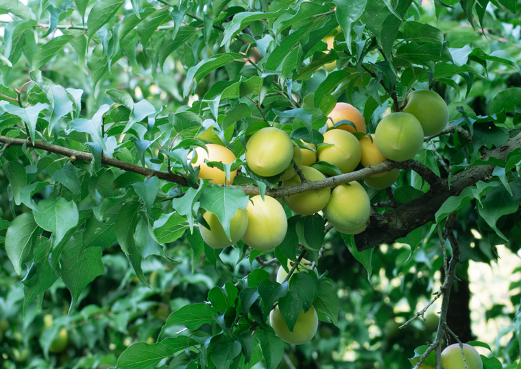 梅畑で実る紀州産青梅