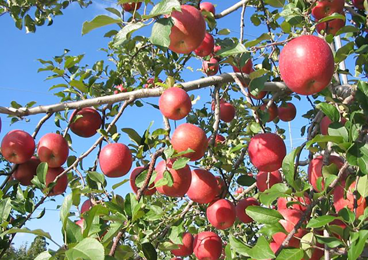 桜庭りんご農園